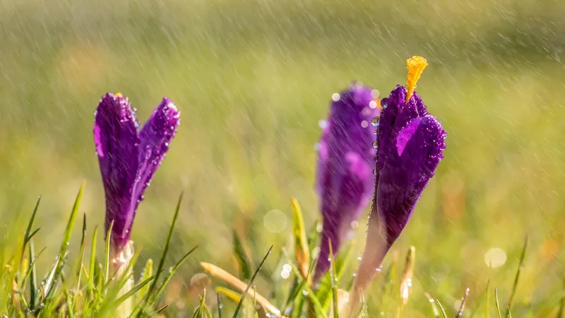 Весна по-казахстански: ночные морозы, снег и дожди накроют Астану, Алматы и Шымкент