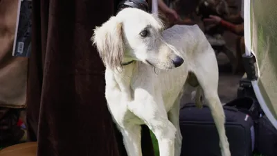 Тазы, казахская порода, собака Тазы, фото - Новости Zakon.kz от 13.08.2025 03:38