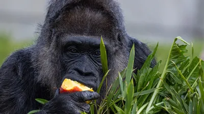 горилла, зоопарк, Германия, долгожитель, фото - Новости Zakon.kz от 16.04.2025 12:23