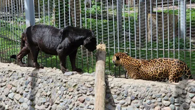 Алматинский зоопарк, фото - Новости Zakon.kz от 17.12.2025 16:39