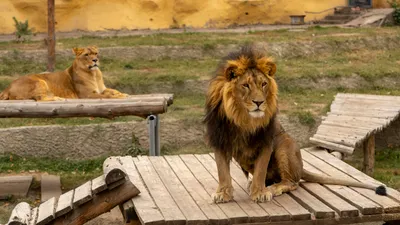 Алматинский зоопарк, фото - Новости Zakon.kz от 17.04.2026 16:22