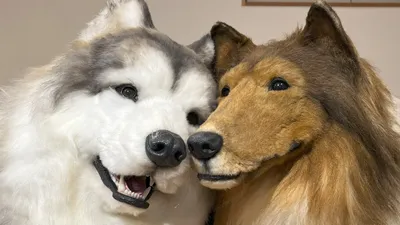 Человек-собака хочет закрыть свой зоопарк , фото - Новости Zakon.kz от 19.04.2025 06:50