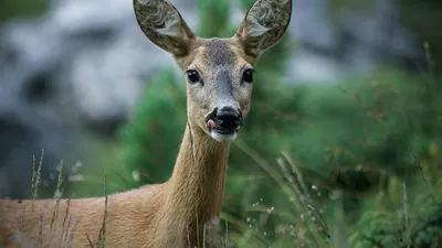 Косули в бурной реке Бухтарма попали на видео, фото - Новости Zakon.kz от 21.04.2025 19:01