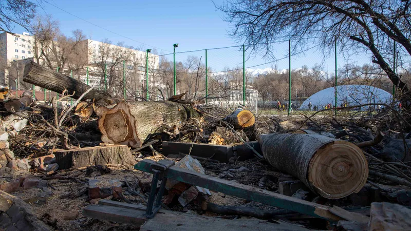 Ағаштарды заңсыз кесіп, қиратқаны үшін қазақстандықтар қанша төлейді