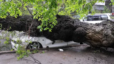 Упавшее дерево на машину, упавшее дерево на автомобиль, фото - Новости Zakon.kz от 29.01.2026 07:50