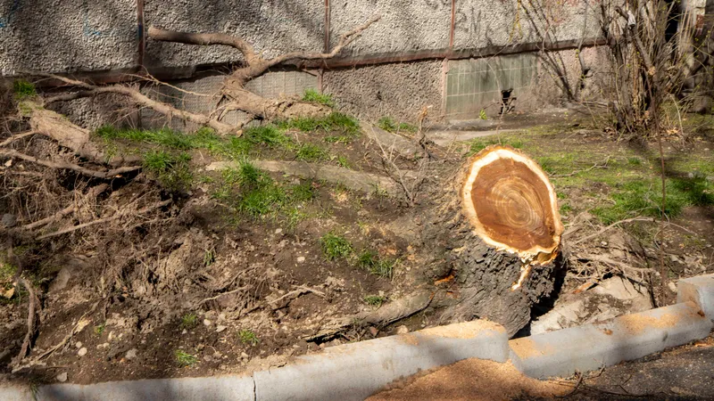 В Атырау возмущены вырубкой деревьев на городской площади