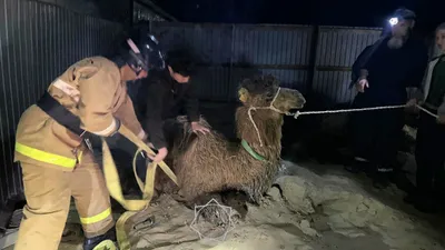 Верблюжонок провалился в яму в Кызылординской области: кадры спасения, фото - Новости Zakon.kz от 23.04.2025 09:35