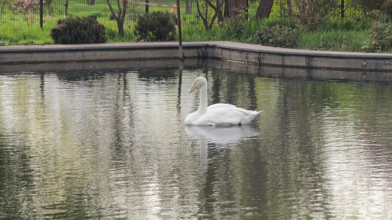 Алматыда аққуды қылқындырған ер адамға қатысты сот үкімі шықты