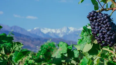 Arba Wine, фото - Новости Zakon.kz от 24.04.2025 12:00