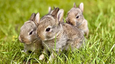 Животные, природа, трава, фото - Новости Zakon.kz от 24.04.2025 08:40