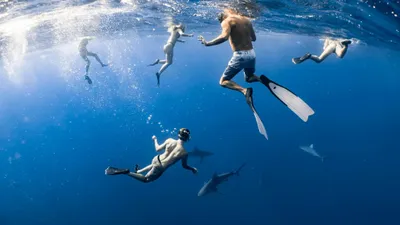 Отдых, море, акулы, фото - Новости Zakon.kz от 24.04.2025 07:16