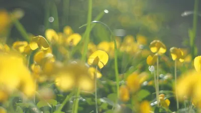 Синоптики рассказали, какой будет погода в Астане, Алматы и Шымкенте, фото - Новости Zakon.kz от 25.04.2025 17:31