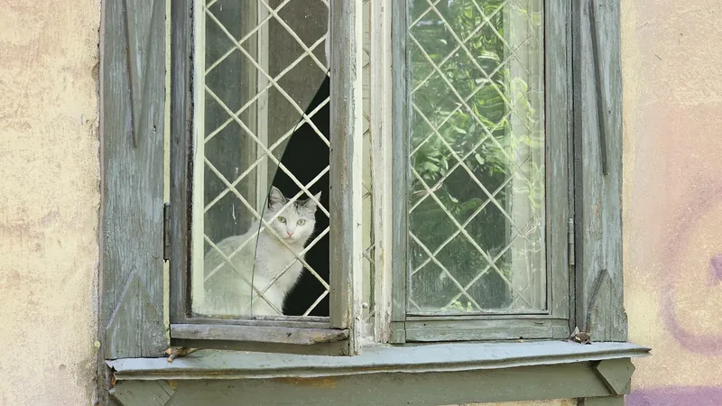 Кот в аварийном доме сидит у разбитого окна, фото - Новости Zakon.kz от 02.05.2025 13:07
