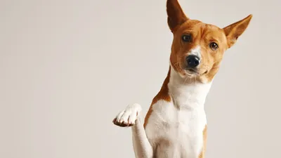 собака, фото - Новости Zakon.kz от 01.05.2025 01:42