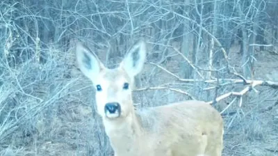 косуля, фото - Новости Zakon.kz от 01.05.2025 00:49