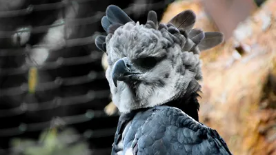 Птица, гнездо, небо, фото - Новости Zakon.kz от 02.05.2025 02:23