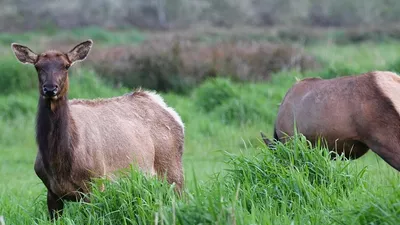 Лоси обитают в Уральске, фото - Новости Zakon.kz от 01.05.2025 08:50