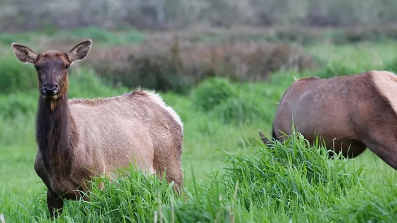 В городском парке Уральска заметили двух лосят