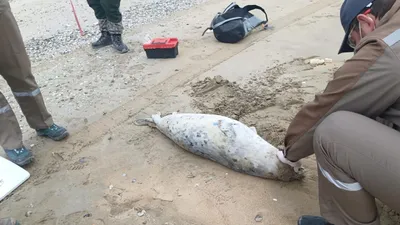 тюлени, Мангистауская область, , фото - Новости Zakon.kz от 01.05.2025 17:44