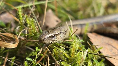 Змея ползет по рельсам, фото - Новости Zakon.kz от 02.05.2025 03:40