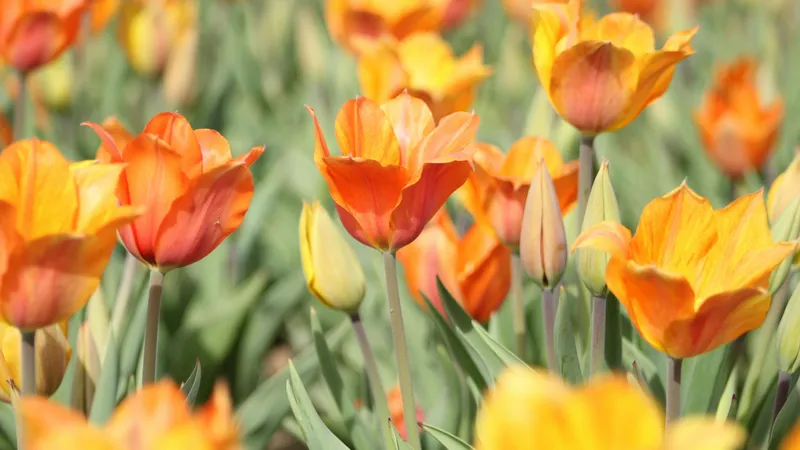 От +36°С до заморозков: май удивит казахстанцев