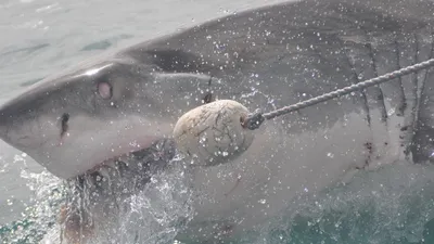 Акула атакует, фото - Новости Zakon.kz от 02.05.2025 06:21