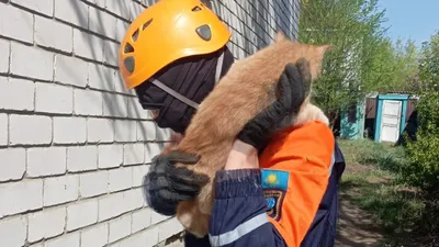 кошка, фото - Новости Zakon.kz от 02.05.2025 18:54