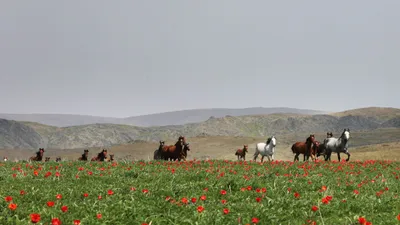 тюльпаны, лошади, фото - Новости Zakon.kz от 02.05.2025 20:16