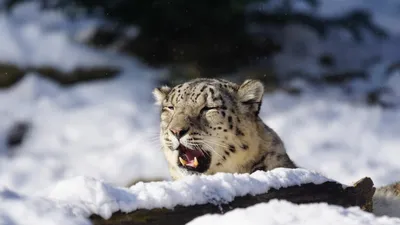 снежный барс, снег, горы, ВКО, Казахстан, видео, фотоловушка, фото - Новости Zakon.kz от 02.05.2025 11:03