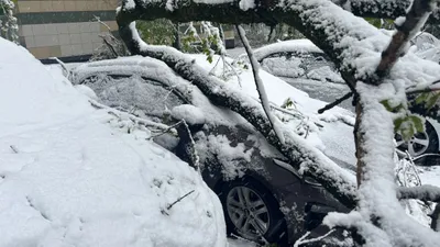 Дерево упало на машину под тяжестью снега, фото - Новости Zakon.kz от 02.05.2025 10:49