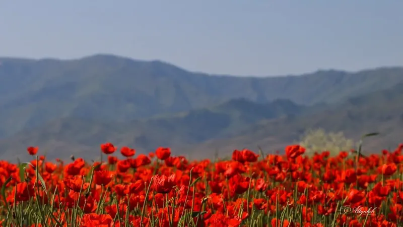 тюльпаны, фото - Новости Zakon.kz от 02.05.2025 21:10