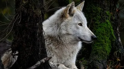 волчица сбежала из вольера в российском зоопарке, фото - Новости Zakon.kz от 03.05.2025 23:02