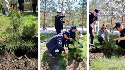 посадка сосен, фото - Новости Zakon.kz от 03.05.2025 20:42