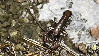 Побережье, рак, камни, фото - Новости Zakon.kz от 04.05.2025 04:20