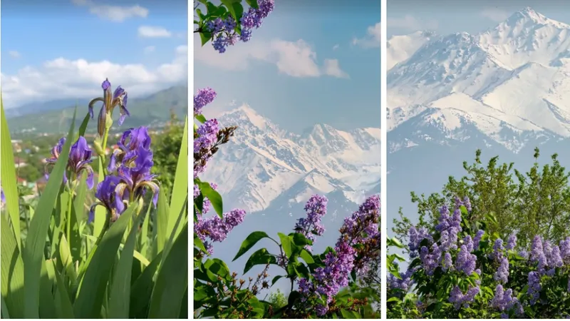 Сирень и краснокнижные ирисы на фоне алматинских гор показал известный фотограф