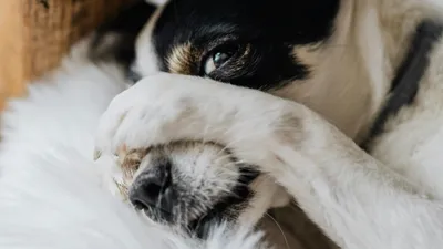 собака, породы, квартира, размеры, неудобства, фото - Новости Zakon.kz от 05.05.2025 10:25