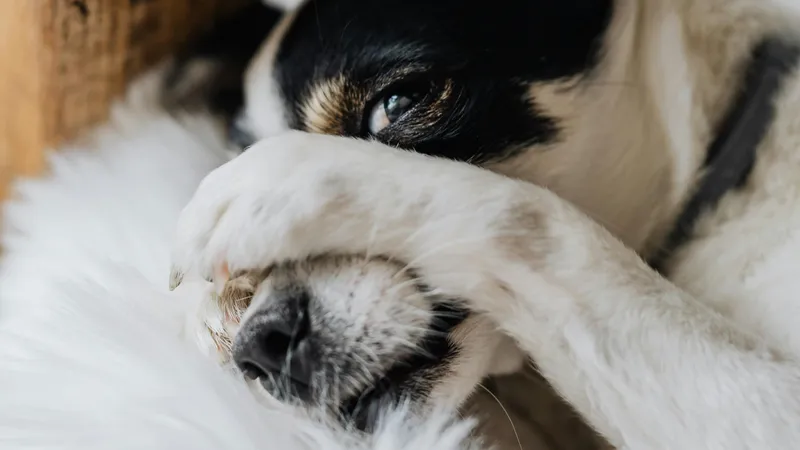 Породы собак, которым не место в квартире