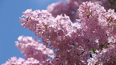 Цветущая сирень, солнечная погода, фото - Новости Zakon.kz от 06.05.2025 15:19