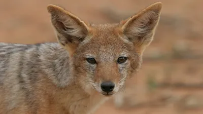 Животное, природа, хищник, фото - Новости Zakon.kz от 06.05.2025 07:30