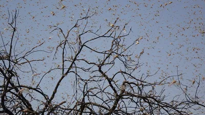 борьба с саранчой, фото - Новости Zakon.kz от 08.05.2025 17:22