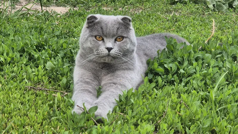 Как понять, что кошка серьезно болеет