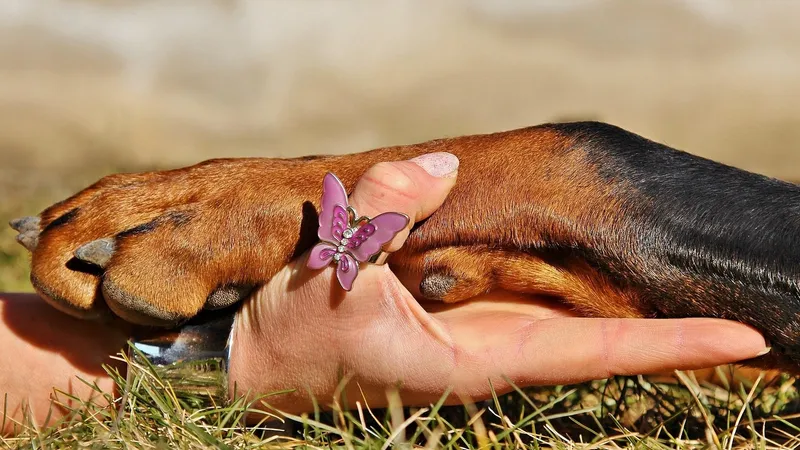 Десять пород собак для любителей чистоты