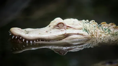 Аллигатор, вода, хищник, фото - Новости Zakon.kz от 08.05.2025 06:20