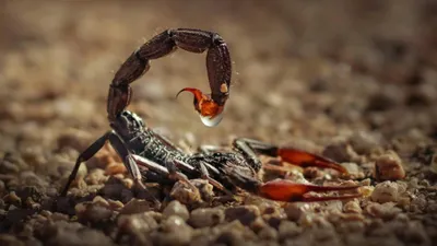 Земля, существо, яд, фото - Новости Zakon.kz от 10.05.2025 02:20