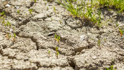 засуха в мае, фото - Новости Zakon.kz от 10.05.2025 14:52