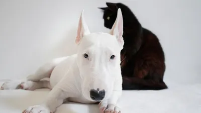 домашние животные, фото - Новости Zakon.kz от 10.05.2025 09:11