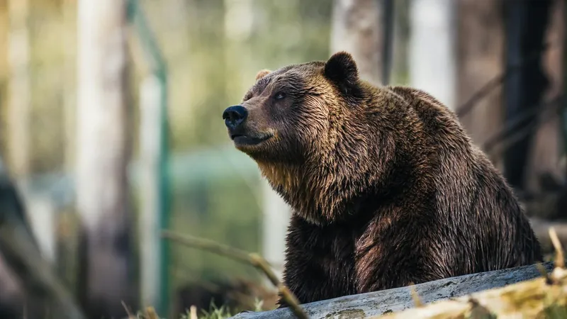 Под колесами автомобиля погиб знаменитый медведь гризли