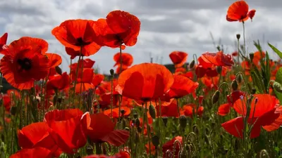 маки, цветы , фото - Новости Zakon.kz от 10.05.2025 15:21