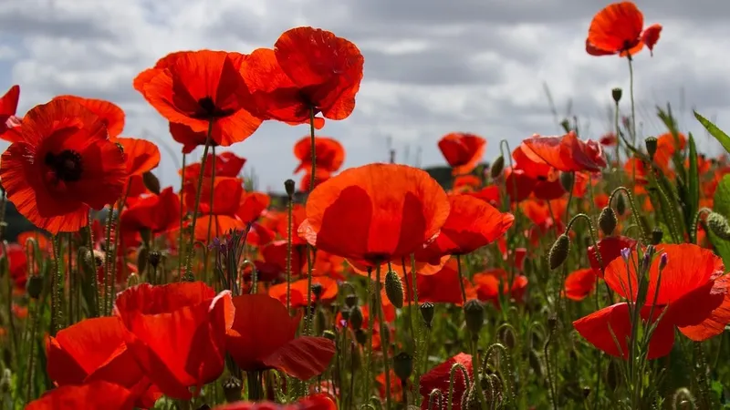 Цветущую майскую степь показал известный алматинский фотограф