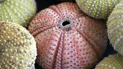 Существо, исследования, обитание, фото - Новости Zakon.kz от 10.05.2025 08:20